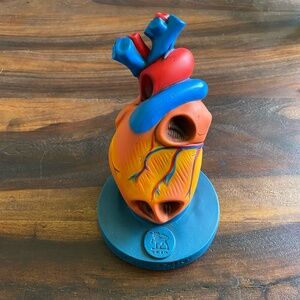 Vintage Burroughs Wellcome & Co. Lanoxin Digoxin Heart Model 3D Diagram